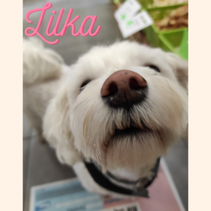Lilka