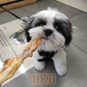 Miko