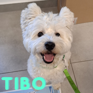 TIBO