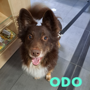 odo