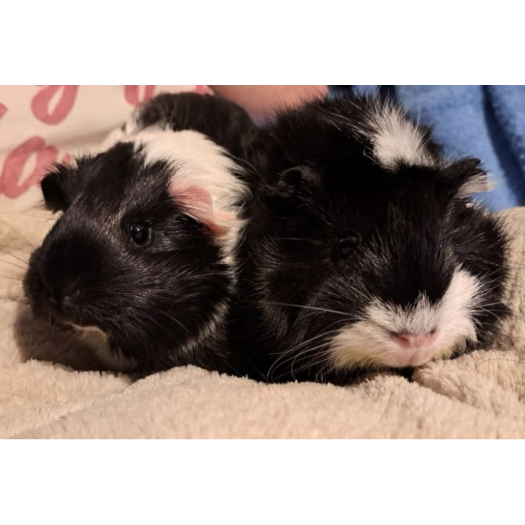 Maja i Zosia