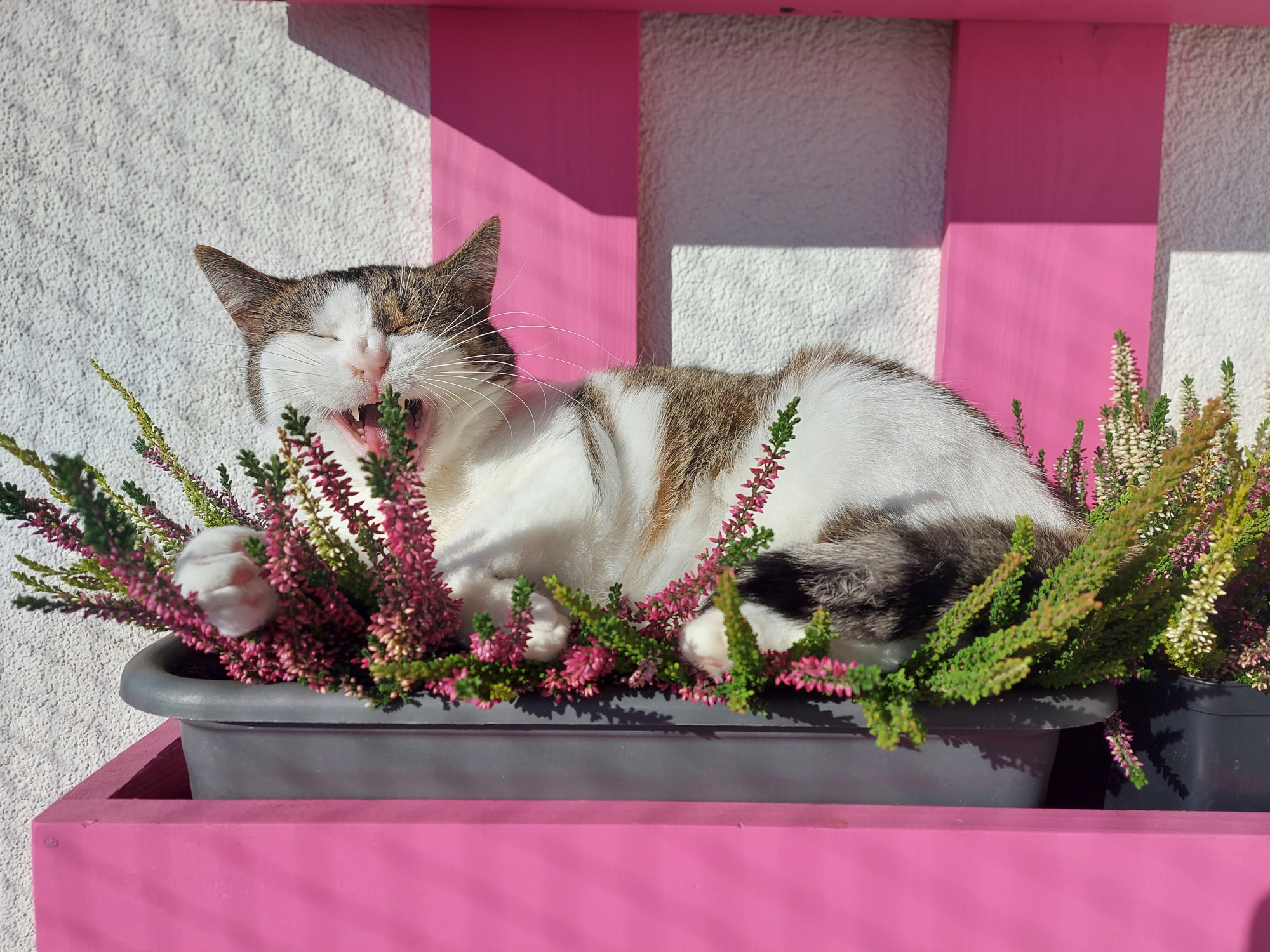 Maja